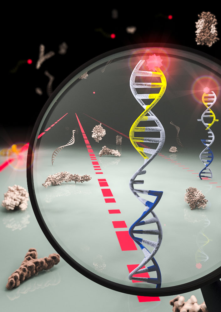 Artistic depiction of the SiMREPS platform we are building for the direct single molecule counting of miRNA biomarkers in crude biofluids (Johnson-Buck, A. et al. Kinetic fingerprinting to identify and count single nucleic acids. Nat Biotechnol 33, 730-732 (2015)).