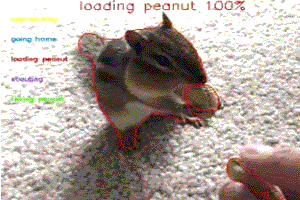 The behavior that this chipmunk performed was identified and quantified by LabGym, an AI-based software tool that the Ye lab developed for quantifying user-defined behaviors.