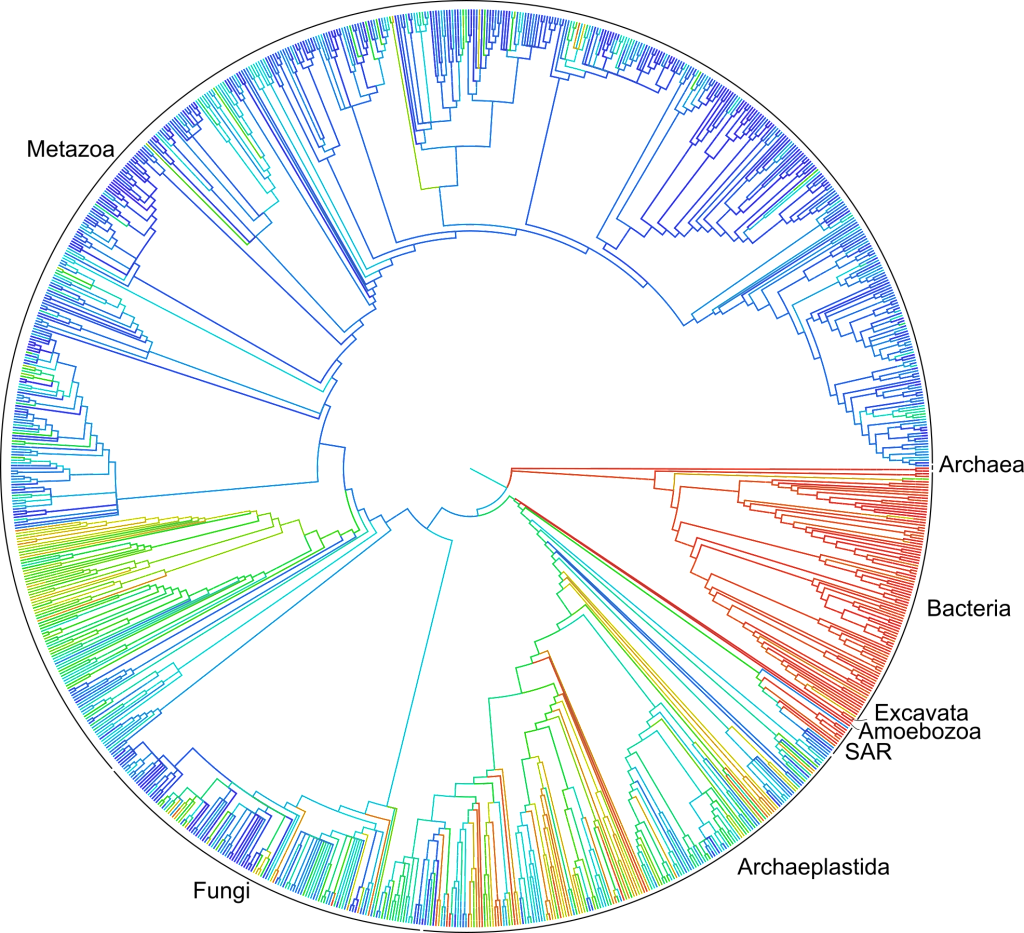 A rough draft of the first comprehensive tree of life, showing the links between all of the more than 2.3 million named species of animals, plants and microorganisms. The draft was constructed by combining more than 450 existing trees to a comprehensive taxonomy. Because the tree is large, only lineages with at least 500 species are shown. The colors correspond to the amount of publicly available DNA data for each lineage (red = high, blue = low, giving an idea of the amount of available information).