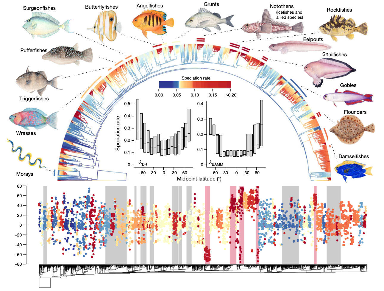 Automatic feature identification from a large-scale evolutionary tree (phylogeny) using a compound model of the generating process (speciation, extinction) developed in the Rabosky lab. Colors correspond to distinct evolutionary rate regimes as estimated using Markov chain Monte Carlo. This method revealed widespread heterogeneity in the rate of species formation during 350 million years of ray-finned fish evolution. Warm colors = fast rates; cool colors = slow rates. 