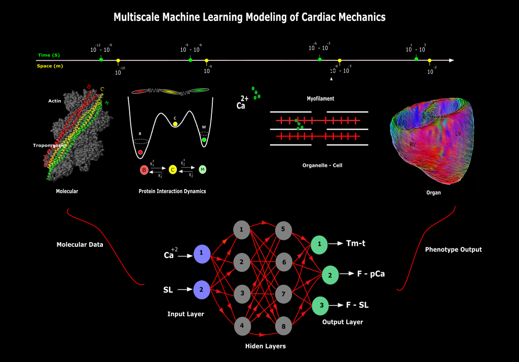 Multi-scale Machine Learning Modeling of Cardiac Electromechanics Coupling