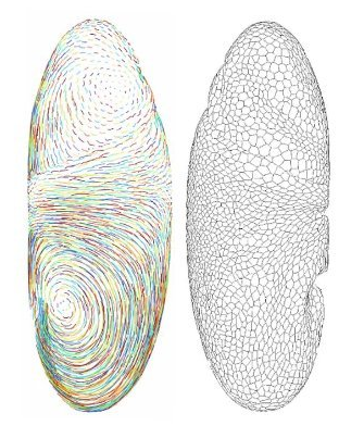 Whole fly embryo cell segmentation and tracking.