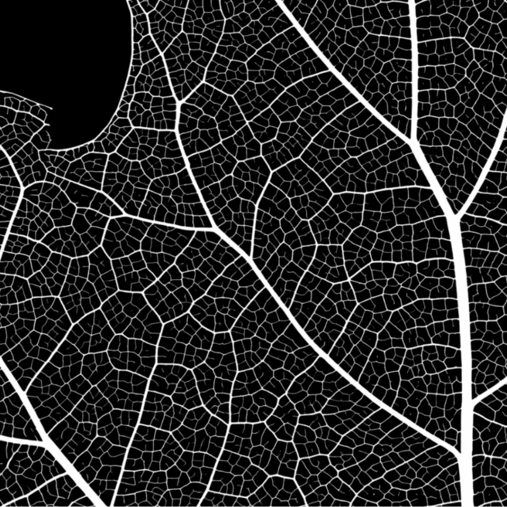 This is an example of our processed X-ray images